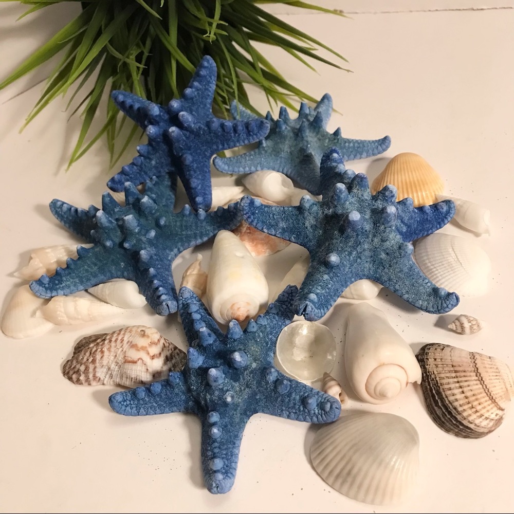 Natural Seashell Decor Art Lot #4
